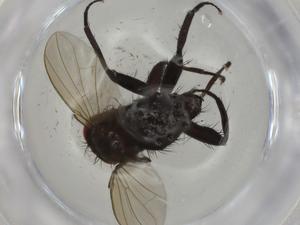  ( - CBG-A01725-B05)  @11 [ ] CreativeCommons - Attribution (2023) Centre for Biodiversity Genomics Centre for Biodiversity Genomics