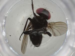  ( - CBG-A01725-G01)  @11 [ ] CreativeCommons - Attribution (2023) Centre for Biodiversity Genomics Centre for Biodiversity Genomics