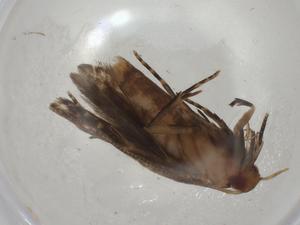  ( - CBG-A02760-B07)  @11 [ ] CreativeCommons - Attribution (2023) Centre for Biodiversity Genomics Centre for Biodiversity Genomics