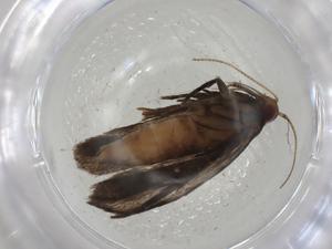  ( - CBG-A02760-C12)  @11 [ ] CreativeCommons - Attribution (2023) Centre for Biodiversity Genomics Centre for Biodiversity Genomics