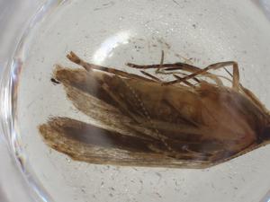  ( - CBG-A02760-G03)  @11 [ ] CreativeCommons - Attribution (2023) Centre for Biodiversity Genomics Centre for Biodiversity Genomics