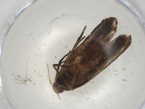  ( - CBG-A02805-C08)  @11 [ ] CreativeCommons - Attribution (2023) Centre for Biodiversity Genomics Centre for Biodiversity Genomics