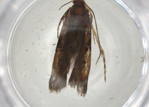  ( - CBG-A02805-H09)  @11 [ ] CreativeCommons - Attribution (2023) Centre for Biodiversity Genomics Centre for Biodiversity Genomics