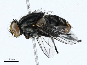  ( - CBG-A02902-A08)  @11 [ ] CreativeCommons - Attribution (2023) CBG Photography Group Centre for Biodiversity Genomics