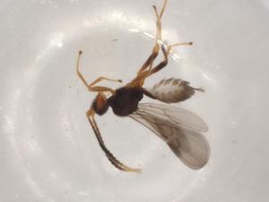  ( - CBG-A01691-E04)  @11 [ ] CreativeCommons - Attribution (2023) Centre for Biodiversity Genomics Centre for Biodiversity Genomics