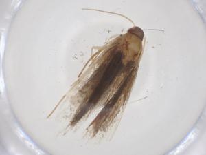  ( - CBG-A01762-F09)  @11 [ ] CreativeCommons - Attribution (2023) Centre for Biodiversity Genomics Centre for Biodiversity Genomics