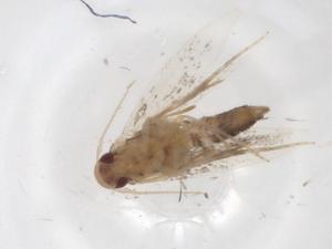  ( - CBG-A01762-G08)  @11 [ ] CreativeCommons - Attribution (2023) Centre for Biodiversity Genomics Centre for Biodiversity Genomics