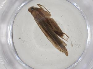  ( - CBG-A01768-D09)  @11 [ ] CreativeCommons - Attribution (2023) Centre for Biodiversity Genomics Centre for Biodiversity Genomics