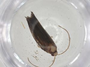  ( - CBG-A01768-E11)  @11 [ ] CreativeCommons - Attribution (2023) Centre for Biodiversity Genomics Centre for Biodiversity Genomics