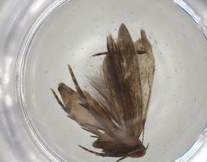  ( - CBG-A03170-H07)  @11 [ ] CreativeCommons - Attribution (2023) Centre for Biodiversity Genomics Centre for Biodiversity Genomics