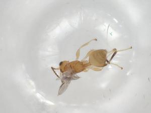  ( - CBG-A03172-E05)  @11 [ ] CreativeCommons - Attribution (2023) Centre for Biodiversity Genomics Centre for Biodiversity Genomics