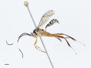  (cryptJanzen01 Malaise1175 - CBG-A04470-B10)  @11 [ ] CreativeCommons - Attribution (2023) CBG Photography Group Centre for Biodiversity Genomics