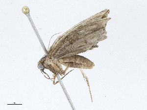  ( - CBG-A04470-F09)  @11 [ ] CreativeCommons - Attribution (2023) CBG Photography Group Centre for Biodiversity Genomics