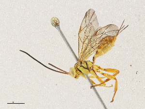  ( - CBG-A04472-E12)  @11 [ ] CreativeCommons - Attribution (2023) CBG Photography Group Centre for Biodiversity Genomics