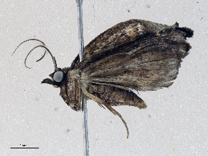  ( - CBG-A04472-G03)  @11 [ ] CreativeCommons - Attribution (2023) CBG Photography Group Centre for Biodiversity Genomics
