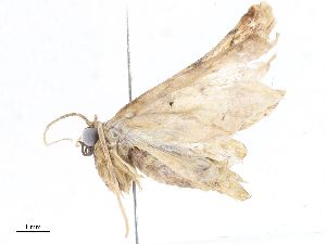  (Idaea Malaise8469 - CBG-A04474-H02)  @11 [ ] CreativeCommons - Attribution (2023) CBG Photography Group Centre for Biodiversity Genomics