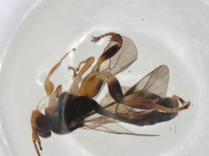  ( - CBG-A05060-C04)  @11 [ ] CreativeCommons - Attribution (2023) Centre for Biodiversity Genomics Centre for Biodiversity Genomics