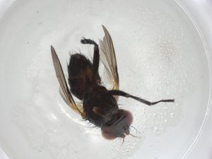 (Borgmeiermyia Janzen4971 - CBG-A05579-A11)  @11 [ ] CreativeCommons - Attribution (2023) Centre for Biodiversity Genomics Centre for Biodiversity Genomics