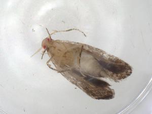  ( - CBG-A06959-D12)  @11 [ ] CreativeCommons - Attribution (2023) Centre for Biodiversity Genomics Centre for Biodiversity Genomics