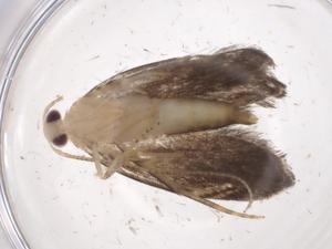  ( - CBG-A06978-H01)  @11 [ ] CreativeCommons - Attribution (2023) Centre for Biodiversity Genomics Centre for Biodiversity Genomics