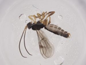  ( - CBG-A06996-B09)  @11 [ ] CreativeCommons - Attribution (2023) Centre for Biodiversity Genomics Centre for Biodiversity Genomics