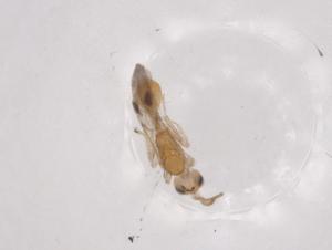  ( - CBG-A06996-E06)  @11 [ ] CreativeCommons - Attribution (2023) Centre for Biodiversity Genomics Centre for Biodiversity Genomics