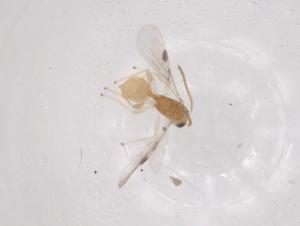  ( - CBG-A06996-F08)  @11 [ ] CreativeCommons - Attribution (2023) Centre for Biodiversity Genomics Centre for Biodiversity Genomics