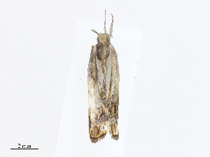  ( - CBG-A07047-D01)  @11 [ ] CreativeCommons - Attribution Share - Alike (2023) CBG Photography Group Centre for Biodiversity Genomics