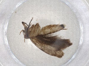  ( - CBG-A08219-C10)  @11 [ ] CreativeCommons - Attribution (2023) Centre for Biodiversity Genomics Centre for Biodiversity Genomics