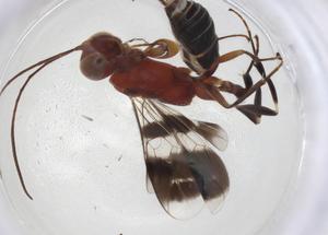  ( - CBG-A08234-H01)  @11 [ ] CreativeCommons - Attribution Share - Alike (2023) Centre for Biodiversity Genomics Centre for Biodiversity Genomics