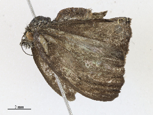  ( - CBG-A10800-B06)  @11 [ ] CreativeCommons - Attribution Share - Alike (2023) CBG Photography Group Centre for Biodiversity Genomics