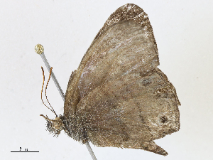  ( - CBG-A10800-C07)  @11 [ ] CreativeCommons - Attribution Share - Alike (2023) CBG Photography Group Centre for Biodiversity Genomics