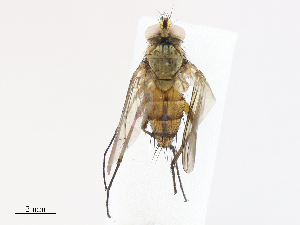  ( - CBG-A10801-G01)  @11 [ ] CreativeCommons - Attribution Share - Alike (2023) CBG Photography Group Centre for Biodiversity Genomics