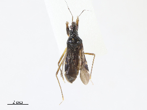  (Praecarthasis gibbus - CBG-A10802-B10)  @11 [ ] CreativeCommons - Attribution Share - Alike (2023) CBG Photography Group Centre for Biodiversity Genomics