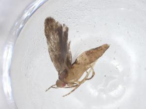  ( - CBG-A10916-E02)  @11 [ ] CreativeCommons - Attribution Share - Alike (2023) Centre for Biodiversity Genomics Centre for Biodiversity Genomics