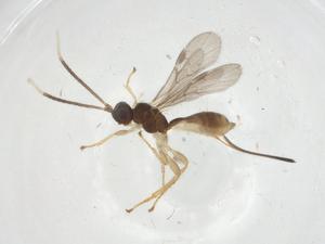  ( - CBG-A11550-E03)  @11 [ ] CreativeCommons - Attribution Share - Alike (2023) Centre for Biodiversity Genomics Centre for Biodiversity Genomics