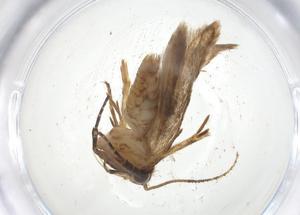  ( - CBG-A11573-F01)  @11 [ ] CreativeCommons - Attribution Share - Alike (2023) Centre for Biodiversity Genomics Centre for Biodiversity Genomics