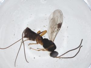  (Eubazus Malaise2327 - CBG-A11574-F05)  @11 [ ] CreativeCommons - Attribution Share - Alike (2023) Centre for Biodiversity Genomics Centre for Biodiversity Genomics