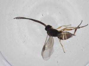  (Pseudapanteles malaise0356 - CBG-A11583-D10)  @11 [ ] CreativeCommons - Attribution Share - Alike (2023) Centre for Biodiversity Genomics Centre for Biodiversity Genomics
