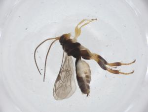  ( - CBG-A11591-C04)  @11 [ ] CreativeCommons - Attribution Share - Alike (2023) Centre for Biodiversity Genomics Centre for Biodiversity Genomics