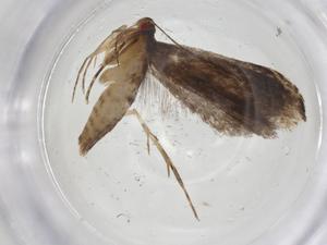  ( - CBG-A12197-H03)  @11 [ ] CreativeCommons - Attribution Share - Alike (2023) Centre for Biodiversity Genomics Centre for Biodiversity Genomics