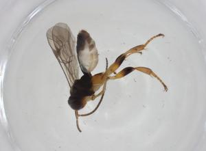  ( - CBG-A12222-C10)  @11 [ ] CreativeCommons - Attribution Share - Alike (2023) Centre for Biodiversity Genomics Centre for Biodiversity Genomics