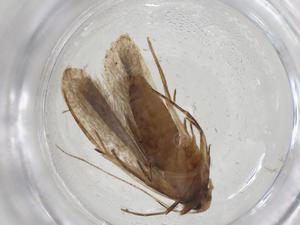  ( - CBG-A12223-H02)  @11 [ ] CreativeCommons - Attribution Share - Alike (2023) Centre for Biodiversity Genomics Centre for Biodiversity Genomics