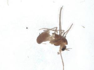  ( - CBG-A12250-C01)  @11 [ ] CreativeCommons - Attribution Share - Alike (2023) Centre for Biodiversity Genomics Centre for Biodiversity Genomics