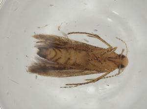  ( - CBG-A01741-H04)  @11 [ ] CreativeCommons - Attribution (2023) Centre for Biodiversity Genomics Centre for Biodiversity Genomics