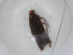  ( - CBG-A01742-A03)  @11 [ ] CreativeCommons - Attribution (2023) Centre for Biodiversity Genomics Centre for Biodiversity Genomics