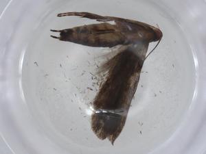  ( - CBG-A01742-C09)  @11 [ ] CreativeCommons - Attribution (2023) Centre for Biodiversity Genomics Centre for Biodiversity Genomics