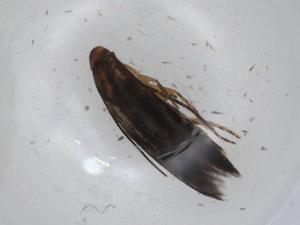  ( - CBG-A01742-D04)  @11 [ ] CreativeCommons - Attribution (2023) Centre for Biodiversity Genomics Centre for Biodiversity Genomics