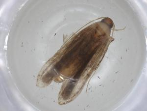  ( - CBG-A01742-F12)  @11 [ ] CreativeCommons - Attribution (2023) Centre for Biodiversity Genomics Centre for Biodiversity Genomics