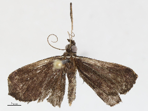  ( - CBG-A02856-D08)  @11 [ ] CreativeCommons - Attribution (2023) CBG Photography Group Centre for Biodiversity Genomics